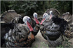 Wild Turkeys at Charles Towne Landing