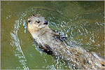 Otter at Charles Towne Landing