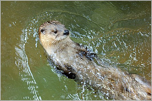 Otter at Charles Towne Landing