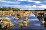 Ace Basin National Wildlife Refuge