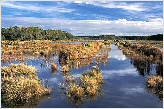 Ace Basin National Wildlife Refuge