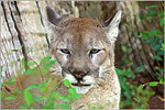 Puma at Charles Towne Landing