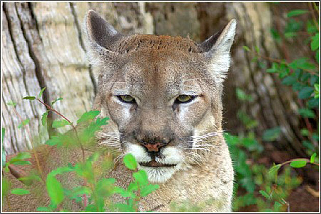 Puma at Charles Towne Landing
