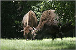 Bison Grazing