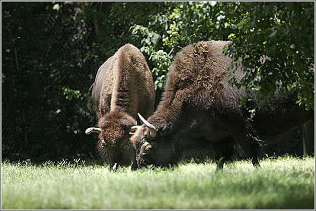 Bison Grazing