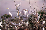 Bull Island