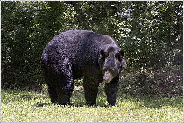 Black Bear at Charles Towne Landing