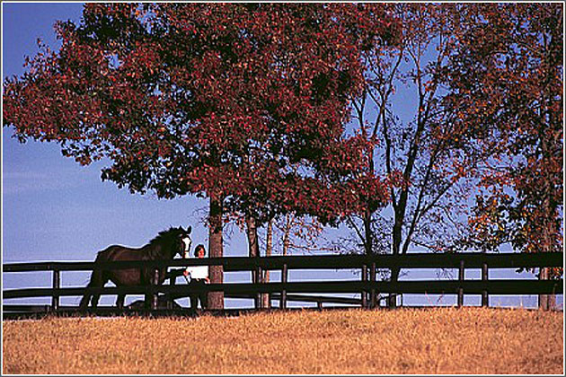 South Carolina Horse Enthusiast