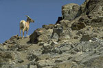 Desert Bighorn Sheep