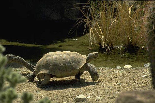 Desert Tortoise