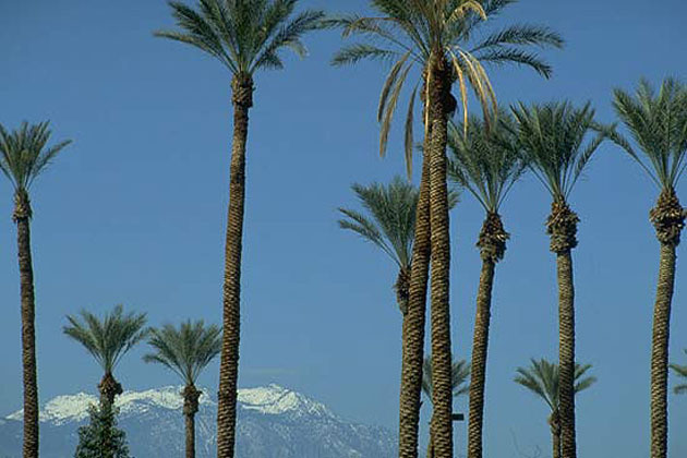 Palm Desert