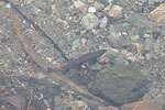 Kokanee Salmon