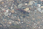 Kokanee Salmon