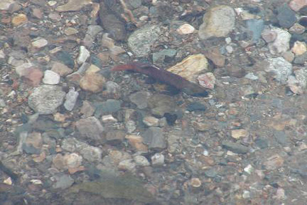 Kokanee Salmon