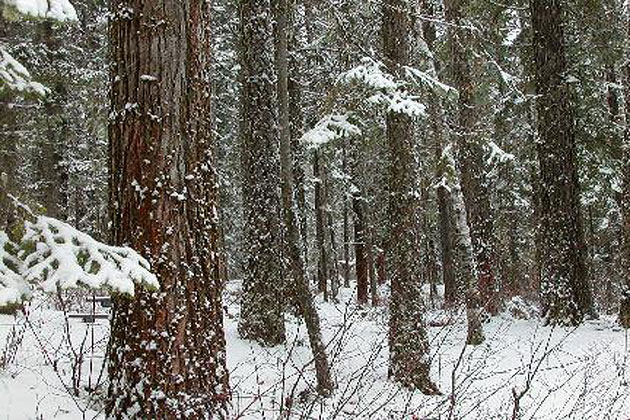 Snow on Trees