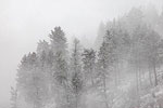 Fog on the Hall Mountains