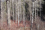 Cooks Mountain