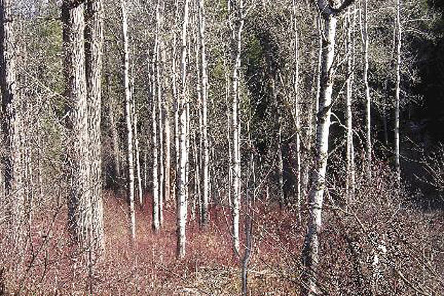 Cooks Mountain
