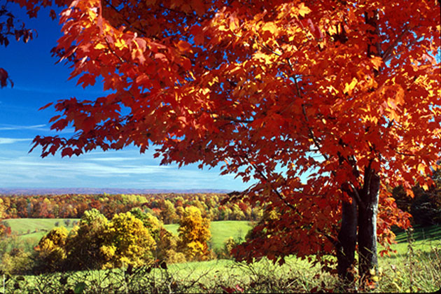 Fall Color Images