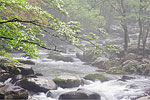 Dogwood River