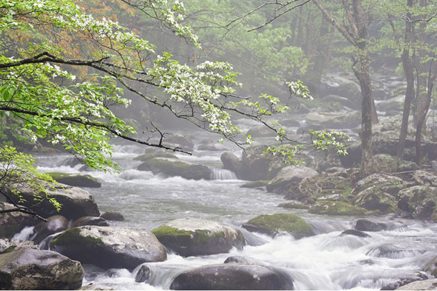 Dogwood River
