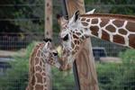 Abilene Zoo