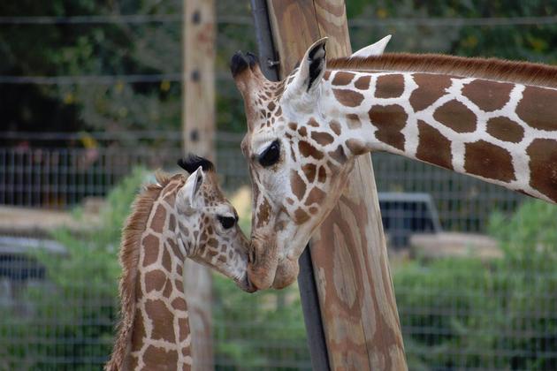 Abilene Zoo