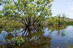 Quiet Reflection