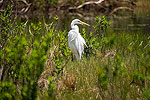 Birding Haven
