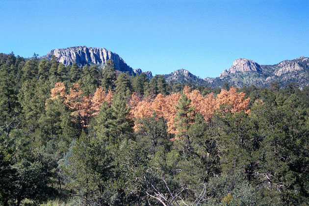 Texas Mountains