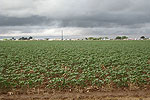 Sea of Cotton