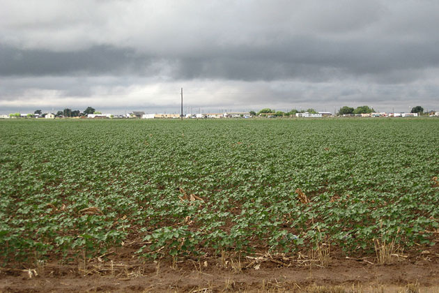 Sea of Cotton