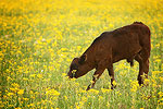 Texas Resident
