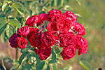 Roses of Tyler