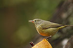 Birder's Haven