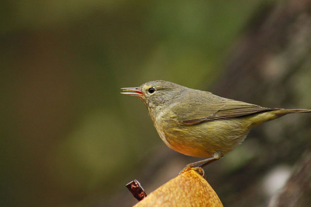 Birder's Haven