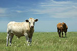 Cattle Country