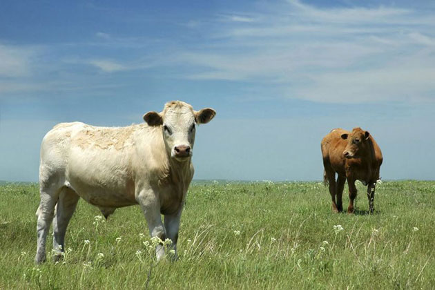 Cattle Country