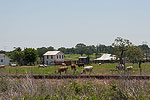 Texas Locals