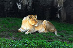 Wild Encounter