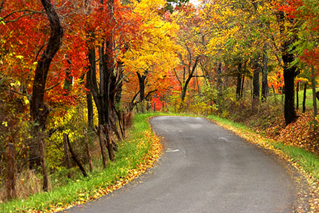 Fall Color Images