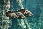 Tennessee Aquarium