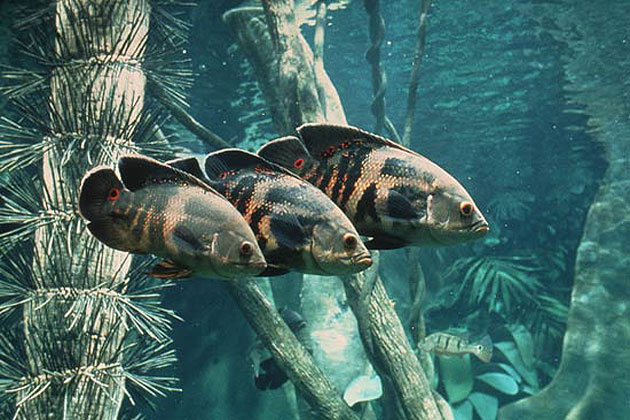 Tennessee Aquarium
