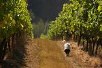 Territorial Vineyards