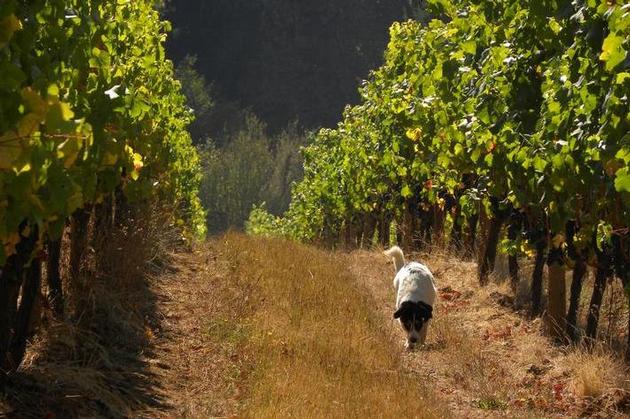 Territorial Vineyards