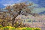 Tom McCall Nature Center