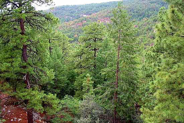 Mt Lemmon