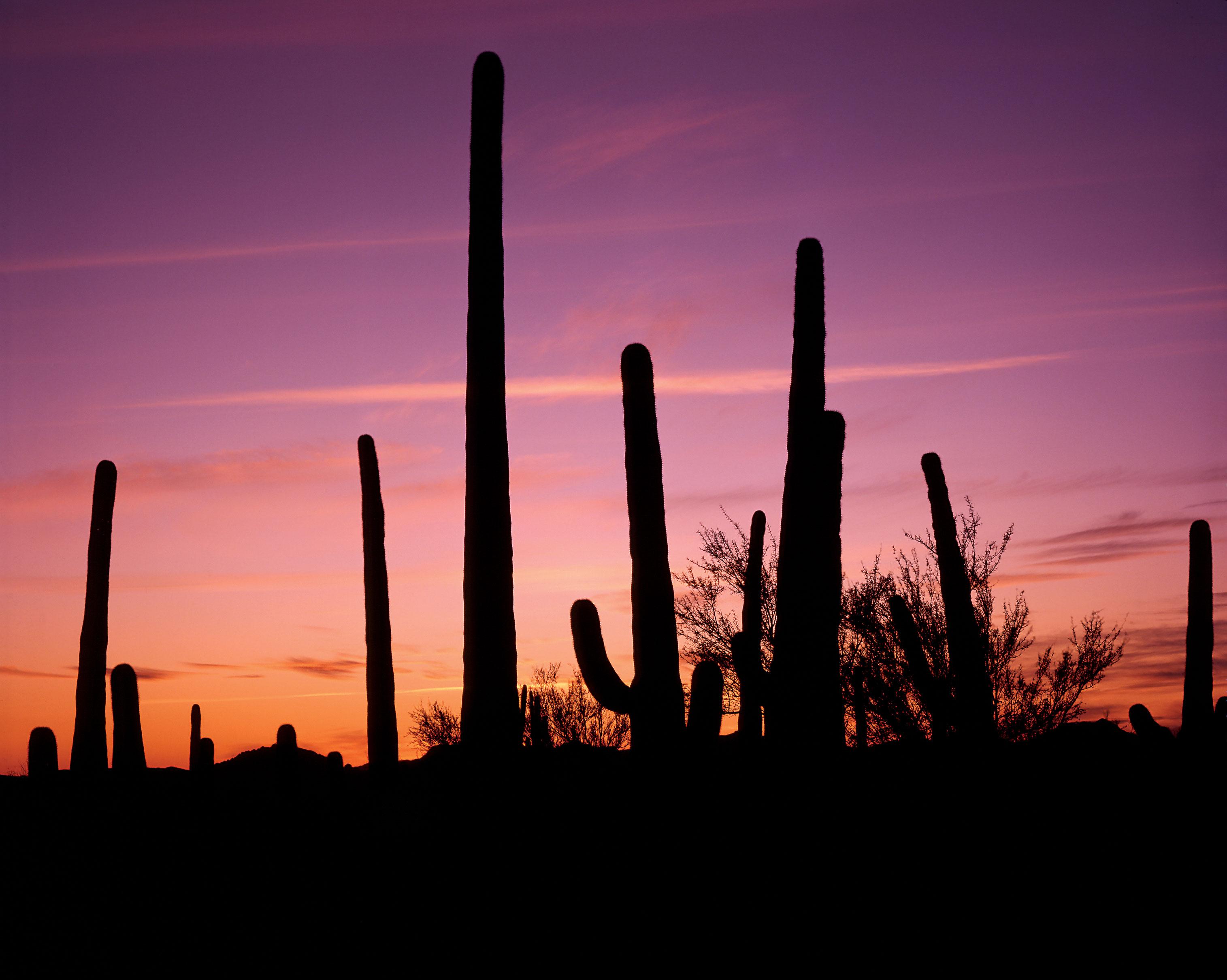 Southern Arizona Heritage & Visitor Center 