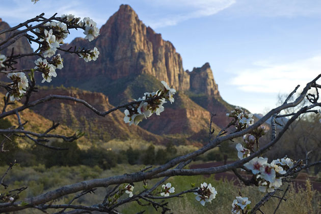 Zion in Springtime