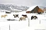 Horses in Winter